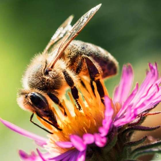 Gratis Saatgut „Bienenweide“ für eine Blühwiese mit großer Pflanzenvielfalt + eBook “Dein Bienengarten”