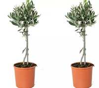 sansevieria guineensis Sansevieria --Yellowstone Snake Plant--