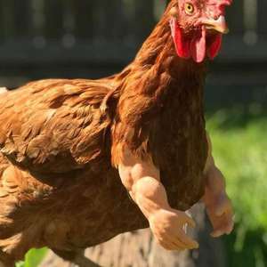 Muskelarme/Dinosaurier Arme für Hühner