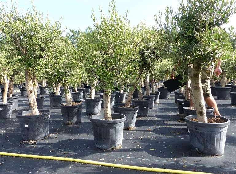 Olivenbaum 130-180 cm hoch, dicke Stämme 20-35 cm Umfang, beste Qualität, winterhart, Olea Europaea, 89,99€