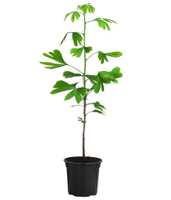 rhododendron nova zembla giftig Rhododendron Hybr.'Nova Zembla' II (Rhododendron-Hybride 'Nova Zembla')  hier günstig kaufen – Mitteldeutsche-Baumschulen