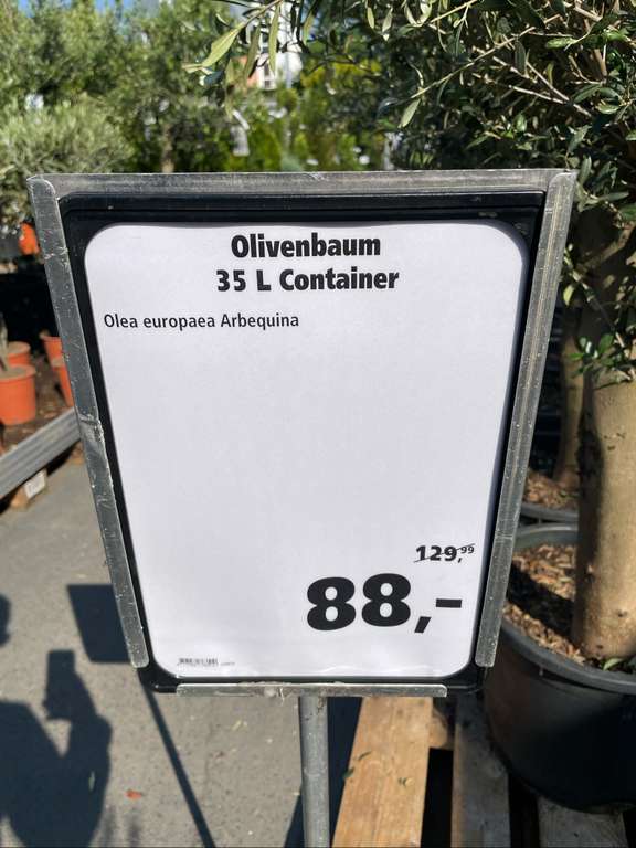 (Lokal) Olivenbaum Olea Europaea Arbequina H ca 160 cm 35 cm Topf „Globus Baumarkt“
