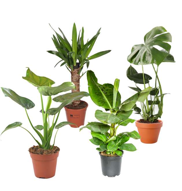 4er Pflanzen Set "JungleWave" bestehend aus: Monstera (55-70cm), Yucca (45-55cm), Bananenpflanze (45-55cm), Alocasia (55-65cm)