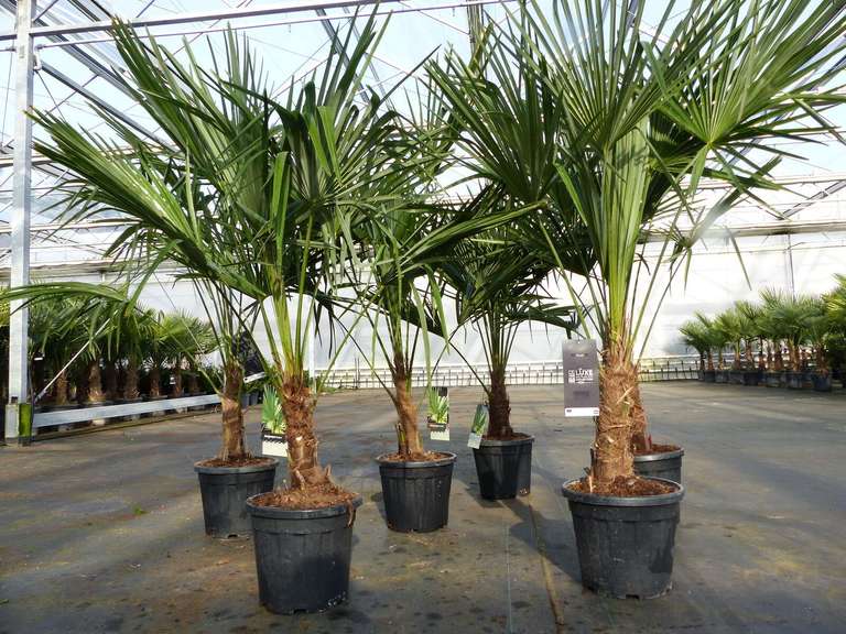Trachycarpus fortunei 170 cm Palme Hanfpalme, winterhart bis -18°C