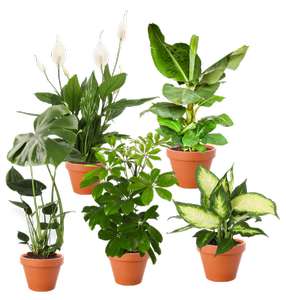 5er-Set-Pflanzen bei Pflanzeplus für 27,98€ inkl. Versand | Monstera | Bananenpflanze | Spathiphyllum | Dieffenbachia | Schefflera