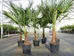 Trachycarpus fortunei 170 cm Palme Hanfpalme, winterhart bis -18°C