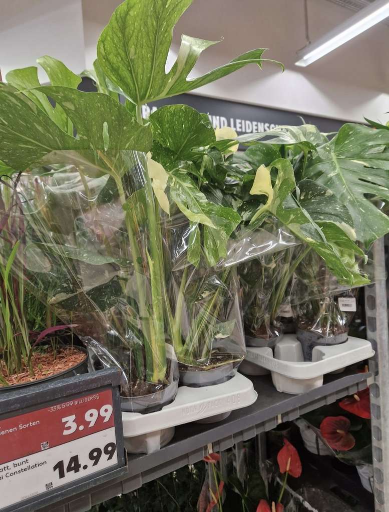 Monstera Thai Constellation 50-60cm fr 14,99 bei Kaufland | mydealz