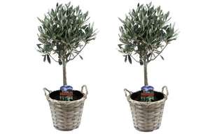 2x winterharter Olivenbaum Olea europaea