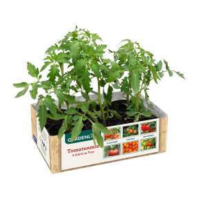 [ALDI-Nord] Tomaten-Pflanzen 6x alte Sorte