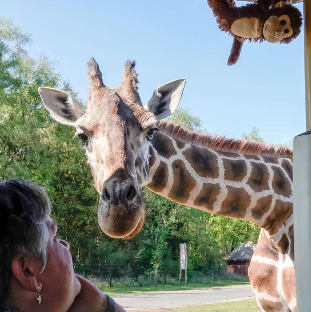 2 Nächte Lüneburger Heide + 2 Tagestickets Serengeti Park Hodenhagen: 4*S Heide Kröpke inkl. Frühstück & 1x Dinner ab 278€ für 2 Personen