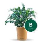 Eukalyptus Pflanze 40 bis 50 cm (B-Qualität)
