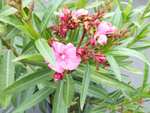 Oleander Premiumqualität 80 - 100 cm Busch Nerium Ø40-60 cm rot, rosa oder weiß