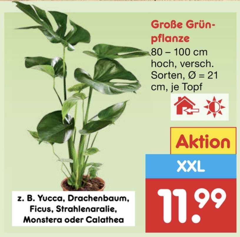 liguster 80 cm Liguster Atrovirens (50 - 80 cm) als kräftige wurzelware main image 0