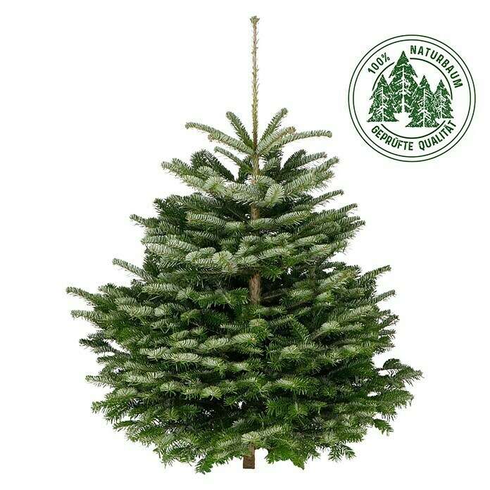 Weihnachtsbaum Nordmanntanne 125 -150cm +4eur Gutschein
