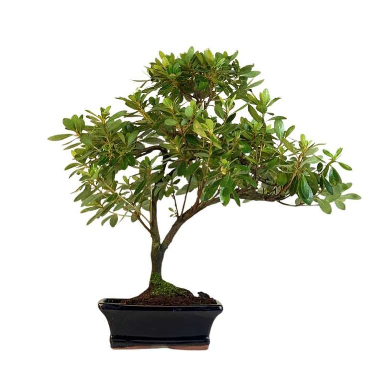 Bonsai Baum Sale: Bonsaibume inkl. Versand  ab 29,99 bei uns, jetzt  zugreifen, at mybonsai store | mydealz