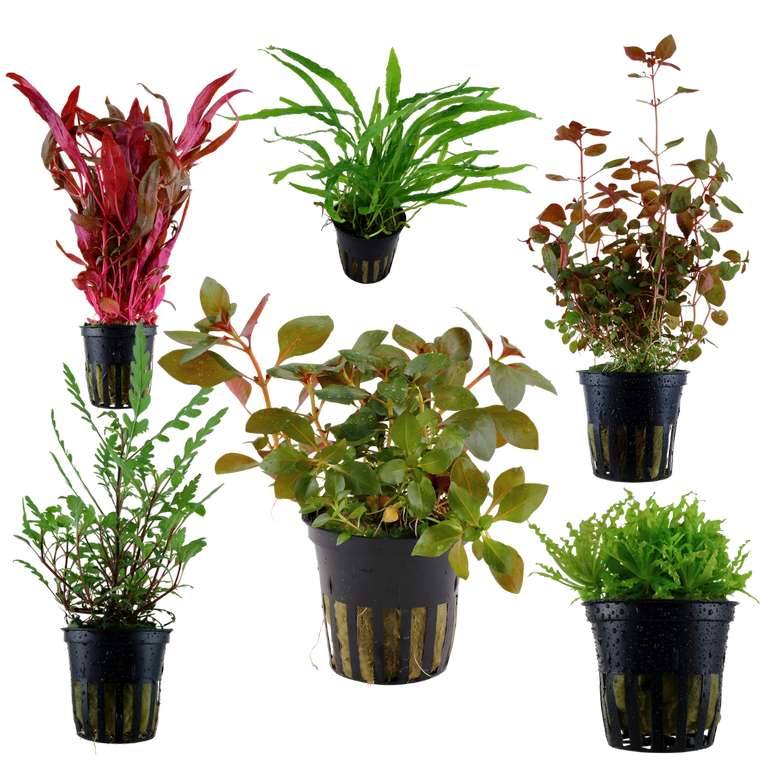 Topfpflanzen Set mit 4 schönen Aquarienpflanzen