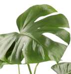 [Pflanzeplus] 4er-Set Monstera (40-50cm) Dieffenbachia (40-50cm) Spathiphyllum (40-50cm) Areca (40-50cm)