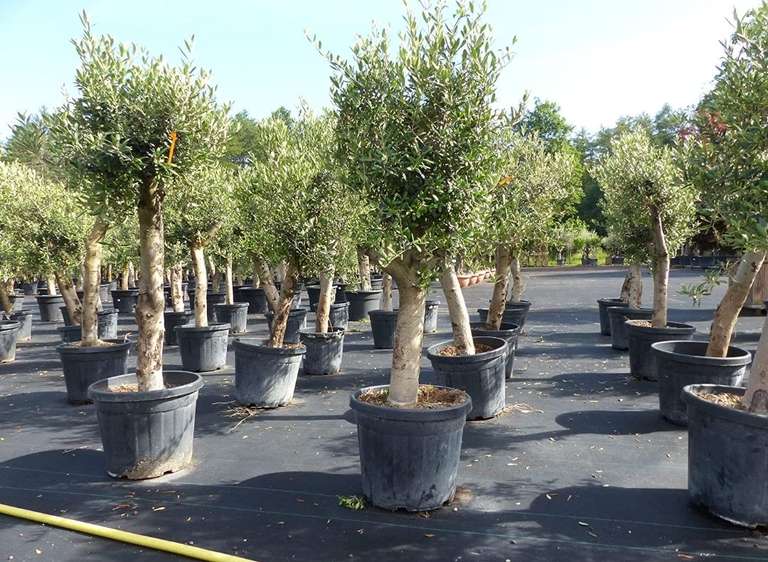 Olivenbaum 130-180 cm hoch, dicke Stämme 20-35 cm Umfang, beste Qualität, winterhart, Olea Europaea, 89,99€