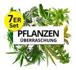 Pflanzen Sets reduziert z.B. 4er-Set Monstera, Dieffenbachia, Spathiphyllum, Areca (40-50cm) für 16,99€ + 6,99€ Versandkosten