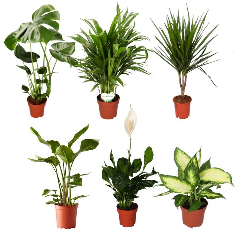 6er Pflanzen-Set mit Monstera, Alocasia Cucullata, Areca Palme, Spathiphyllum, Dracaena und Dieffenbachia für 27,98€ inkl. Versand