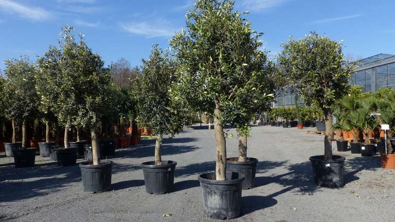 Mandelbaum, Süßmandel, Mandel Prunus dulcis, 180 cm winterhart, selbstbefruchtend 39,99€/ Olivenbaum Olive "20 Jahre" 170 - 180 cm 139,90€
