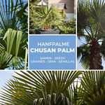 Hanfpalme Trachycarpus fortunei - Hanf Palmen Samen 10 Stück/Pack -