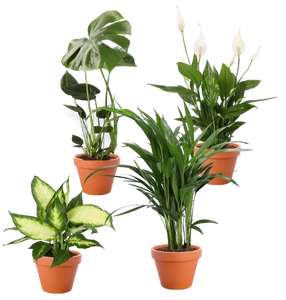 4er-Set Pflanzen | Monstera | Einblatt | Dieffenbachie | Goldfruchtpalme | Länge: 40-50cm | Topfmaß: 12-15cm Topf