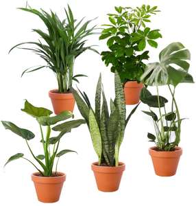 5er-Set-Pflanzen bei Pflanzeplus für 20,99€ + 5,99€ Versand | Monstera | Sanseveria | Schefflera | Areca | Alocasia