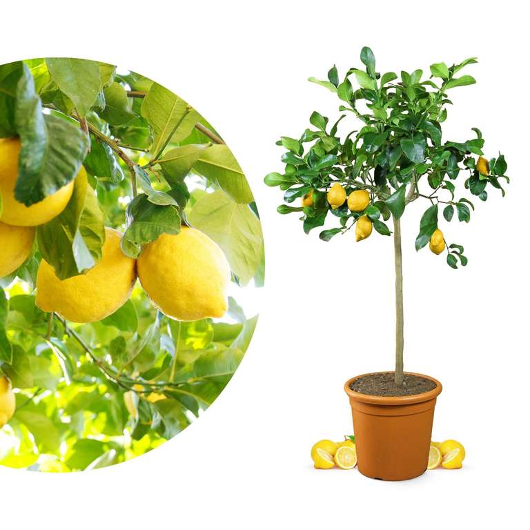 Zitronenbaum [Mezzo] - Citrus limon - echte Zitrone