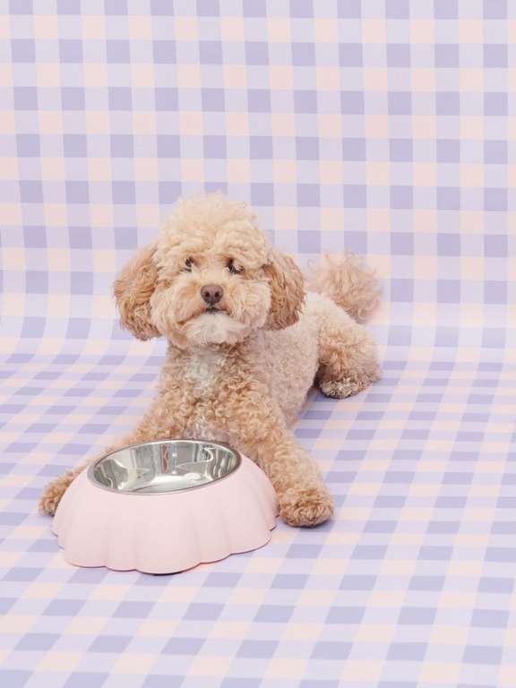 House Brand - Hundenapf in zwei Pastellfarben für 2,99 € + zzgl. Versand