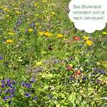 Blumenmischung: 100g Schmetterlingstreff, Wilde Weide, Bienenwiese oder Insekten Insel ab 4,68€ (Prime)