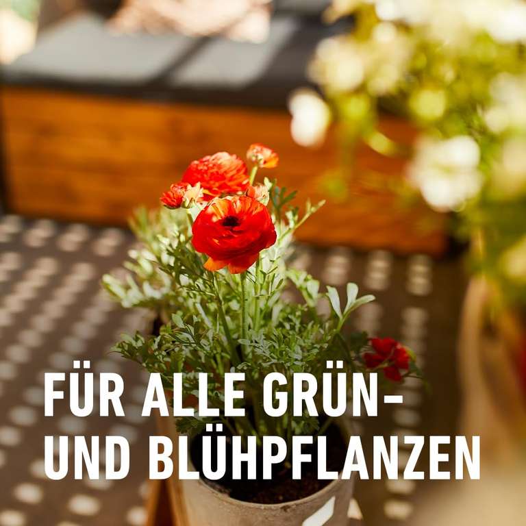 geldbaum künstlich Künstlicher Pachira aquatica – Dekorativer Silberbaum (150 & 180 cm) –  Douceur Maison