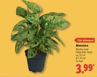 large philodendron Big Leaf Philodendron main image 1