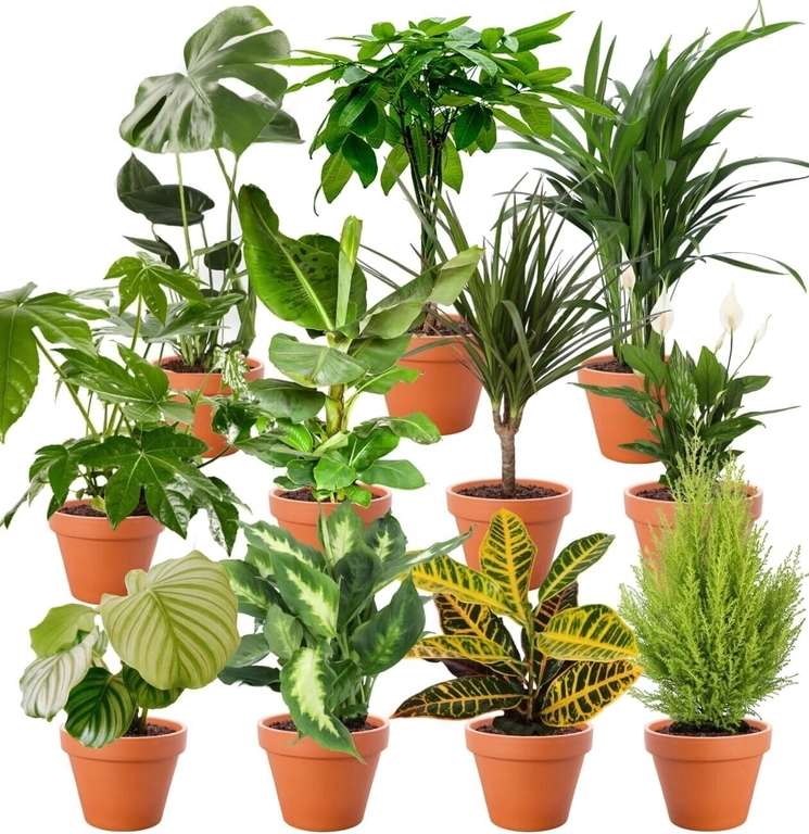7er Set Überraschungspflanzen von PflanzePlus für 19,99€ zzgl. 6,99€ Versand