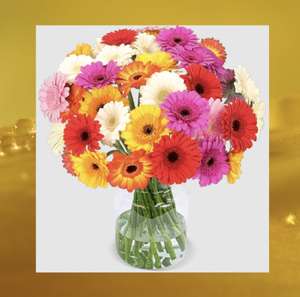 Blume Ideal: 50 bunte Gerbera | Stiellänge 50 cm (Lieferung zum 8. - 11. Juni 2022)