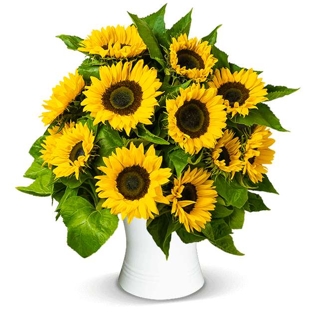 15 Sonnenblumen mit einer Länge von 50 cm | 7-Tage-Frischegarantie | Blumenversandkarton mit Wasserversorgung