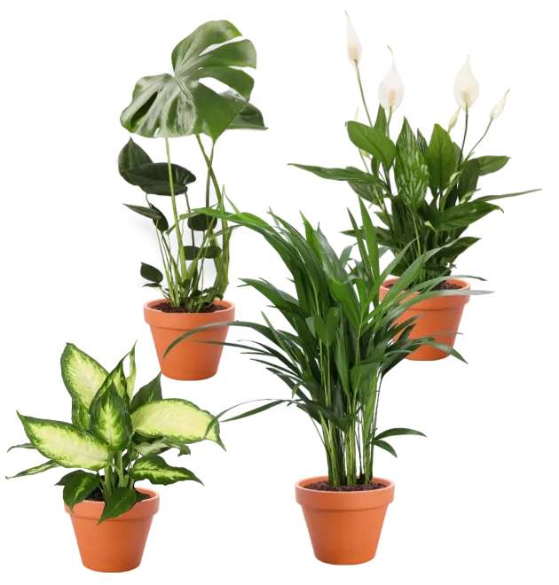 4er Pflanzen-Set mit Monstera und Dieffenbachia