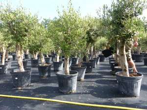Olivenbaum Olive 150 - 180 cm, beste Qualität, winterhart Olea Europaea, sehr dicker Stamm