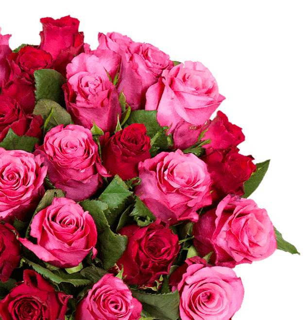 [Blume Ideal]44 Rosen "RomanticRoses" (50cm)