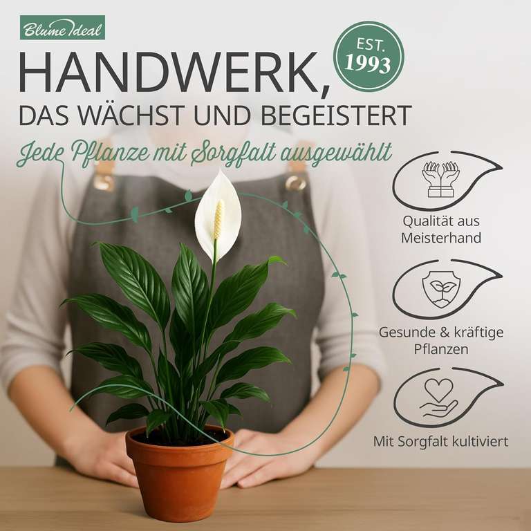8er Set Pflanzenberraschung  3070 cm, 1215 cm Topf, pflegeleicht,  Giftige mglich, bei Amazon at Amazon - 29,74 | mydealz