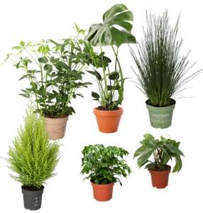 6er-Pflanzenset mit Monstera, Flatter-Binse, Philodendron, Zimmeresche, Zimmerzypresse, Schefflera für 28,98€ inklusive Versandkosten