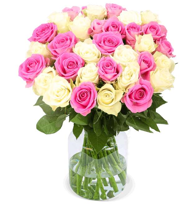40 Rosen im Strauß "Candy Cotton" (40cm | weiß-pink | 7-Tage-Frischegarantie ) oder 33 rote Rosen (40-50cm)