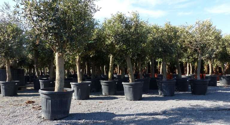 Olivenbaum Olive "20 Jahre" 150 - 160 cm Olea Europaea "Arbequina", winterhart