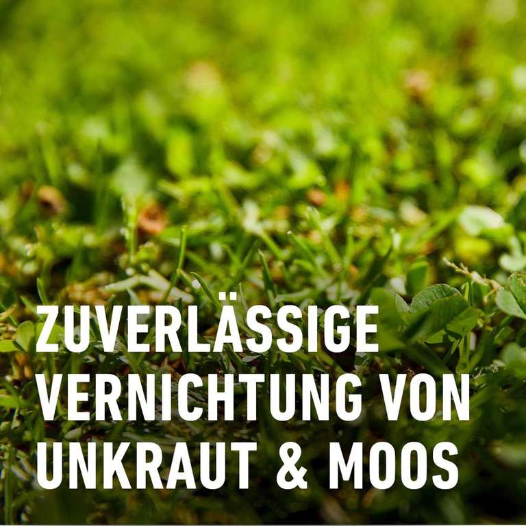 saatgut salat baquieu Baquieu Kopfsalat • Bio-Samen • Heirbloom main image 0