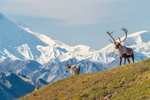 Flüge: Anchorage, Alaska [Feb.-Mai & Sep.-Dez.] Hin- & Rückflug ab München & Frankfurt mit Star Alliance ab 453€
