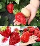 RIESENERDBEEREN - Die größte Erdbeere der Welt "Giant" - ca. 100 Samen - Prime
