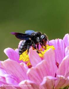 Bienenblumensamen gratis