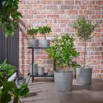 olivenbaum wuchsgeschwindigkeit Olivenbaum | kaufen
