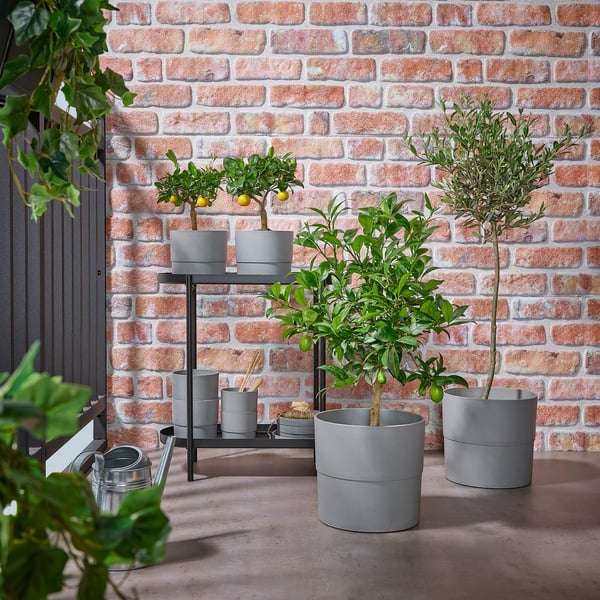 podocarpus nivalis kilworth cream Sydtaks