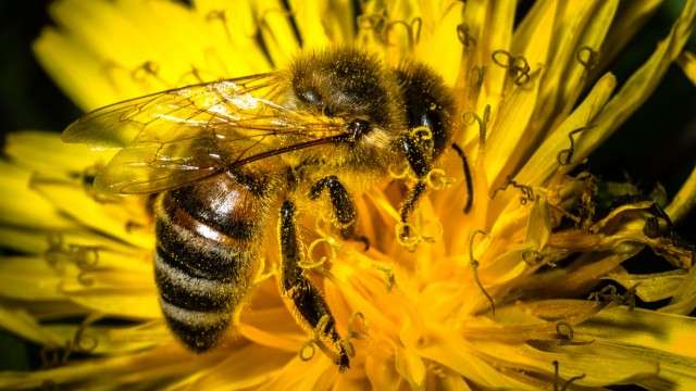 kostenlos Bienenpflanzenlexikon + Bienenratgeber + Bienenwiesensaat